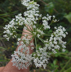 Seseli annuum