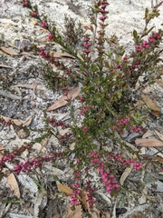 Cyanothamnus anemonifolius