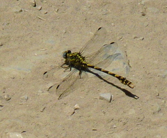Onychogomphus uncatus