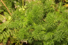 Foeniculum vulgare