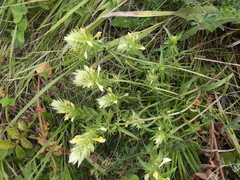 Melampyrum argyrocomum