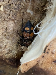 Nicrophorus vespilloides
