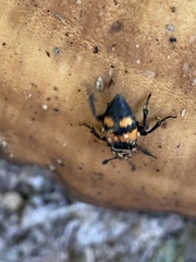 Nicrophorus vespilloides