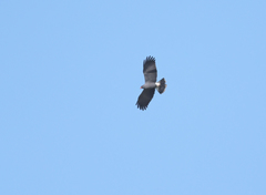 Rostrhamus sociabilis