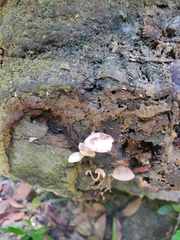 Favolaschia manipularis