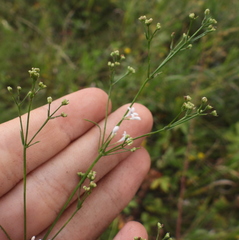 Asperula cynanchica