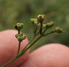 Asperula cynanchica