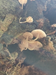 Favolaschia manipularis
