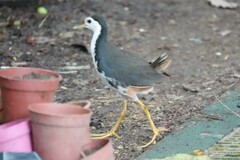 Amaurornis phoenicurus