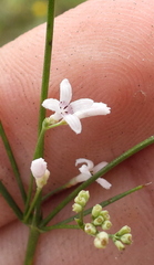 Asperula cynanchica
