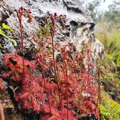Drosera spatulata