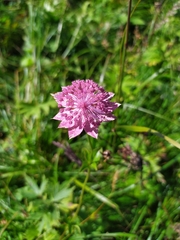 Astrantia maxima
