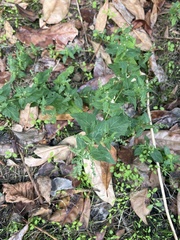 Atriplex patula