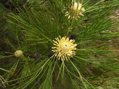 Isopogon anethifolius