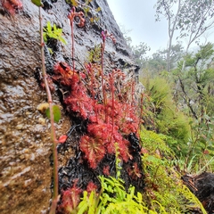 Drosera spatulata