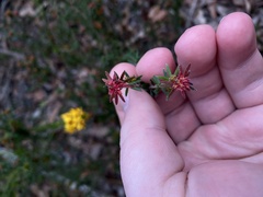 Micrantheum ericoides