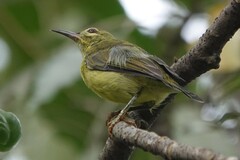 Anthreptes malacensis