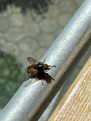 Tachina fera