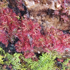 Drosera spatulata