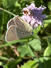 Lycaena tityrus