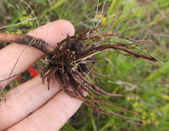 Hieracium umbellatum