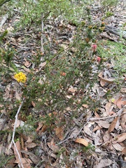 Micrantheum ericoides