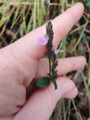 Rostellularia adscendens