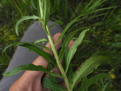 Hieracium umbellatum
