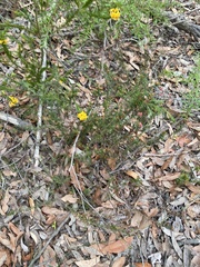 Micrantheum ericoides