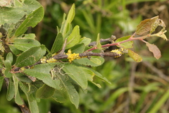 Salix cinerea