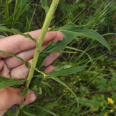 Hieracium umbellatum