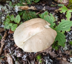 Leccinum holopus