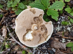 Leccinum holopus