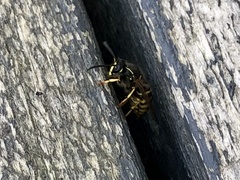 Dolichovespula
