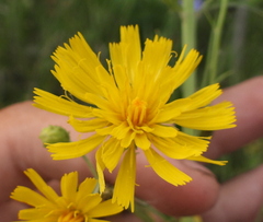 Hieracium umbellatum