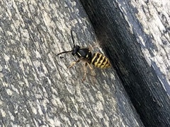 Dolichovespula