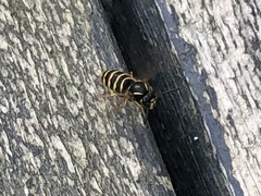 Dolichovespula