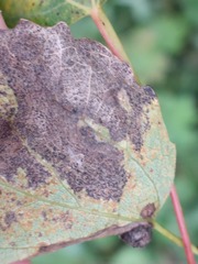 Harmandiola tremulae