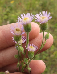 Erigeron acris podolicus