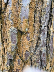 Trentepohlia