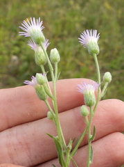 Erigeron acris podolicus