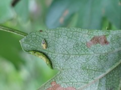 Aphidomorpha