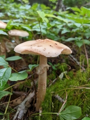 Amanita amerirubescens