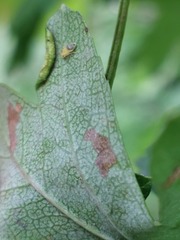 Aphidomorpha