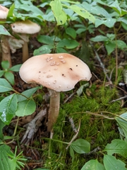 Amanita amerirubescens