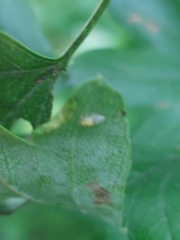 Aphidomorpha