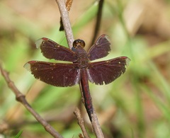 Neurothemis