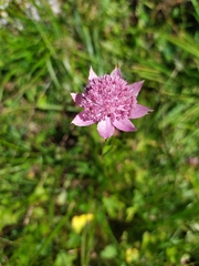 Astrantia maxima