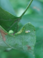 Aphidomorpha