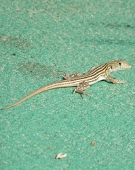 Acanthodactylus
